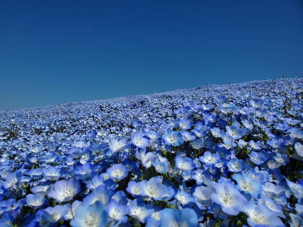 【福島・二本松・本宮発】 一面に広がる青!青!青!ひたち海浜公園のネモフィラ大群落 にくらしいWの衝撃!ブランド食材コラボの肉ランチ(日帰り)1